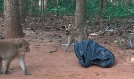 猴子爆料最新消息视频播放,揭秘最新消息视频幕后真相